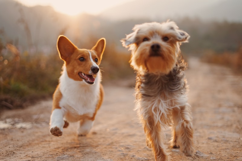 Smart Pet Feeder